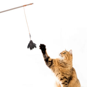 CTM1 - Juguete varita para gato la polilla 02